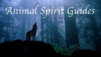 Animal Spirit Guidance